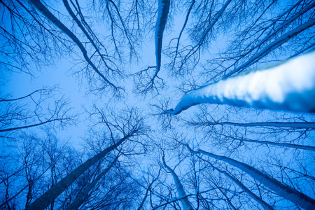 A beautiful winter forest from ground to sky. Circular wide angle scenery. Seasonal scene of Northern Europe.の写真素材