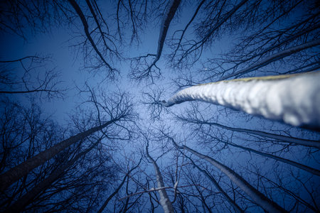 A beautiful winter forest from ground to sky. Circular wide angle scenery. Seasonal scene of Northern Europe.の写真素材