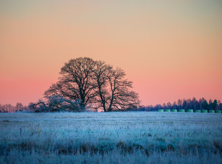 A beautiful tree silhouette against morning sky in early winter. Seasonal landscape of Northern Europe.の写真素材