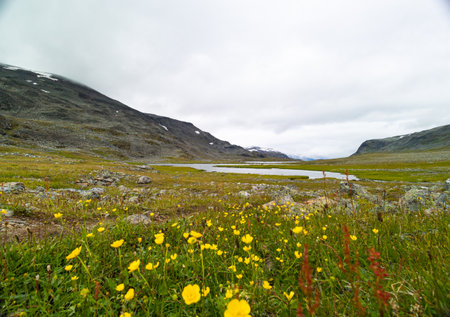 A beautiful summer landscape of mountain river in Sarek National Park, Sweden. Nordic wilderness scenery.の写真素材