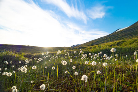 A beautiful white cottongrass growing in the Sarek National Park, Sweden. Summer landscape of Northern Europe wilderness.の写真素材