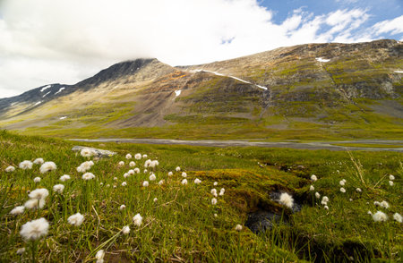 A beautiful white cottongrass growing in the Sarek National Park, Sweden. Summer landscape of Northern Europe wilderness.の写真素材