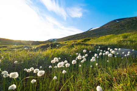 A beautiful white cottongrass growing in the Sarek National Park, Sweden. Summer landscape of Northern Europe wilderness.の写真素材