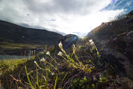 Beautiful flowers blooming in the Sarek National Park, Sweden. Bright scenery of Northern Europe wilderness during summer.の写真素材
