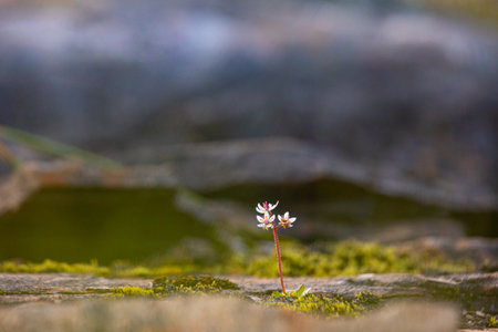 Beautiful flowers blooming in the Sarek National Park, Sweden. Bright scenery of Northern Europe wilderness during summer.の写真素材