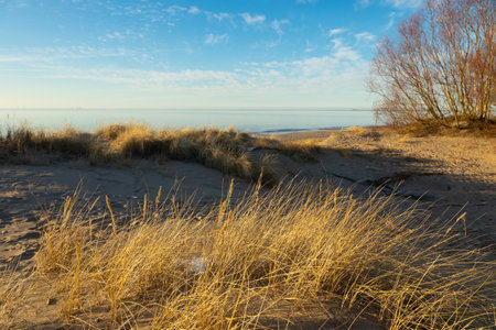 A beautiful sunset scenery with dry grass growing in the dunes of Baltic sea. Colorful sping landscape in Northern Europe.の写真素材