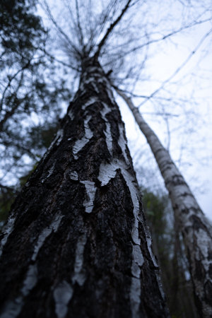 A beautiful close-up of a tree trunk with details and texture. Early spring scenery of Northern...