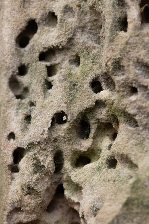 A close-up of a sandstone wall with burrowing insect holes. Natural scenery in Gauja National Park, Latvia.の写真素材