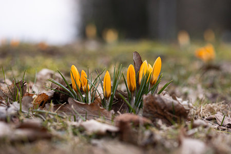 A beautiful spring details in Gauja National Park, Latvia. Natural springtime scenery of Northern...