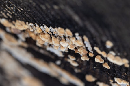 A beautiful close-up of wood decay fungi growing during early spring. A natural scenery of Northern...