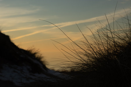 Beutigul sunny landscape of grass groving on the dunes near Baltic Sea. Early spring sunset scenery of Northern Europe.の写真素材