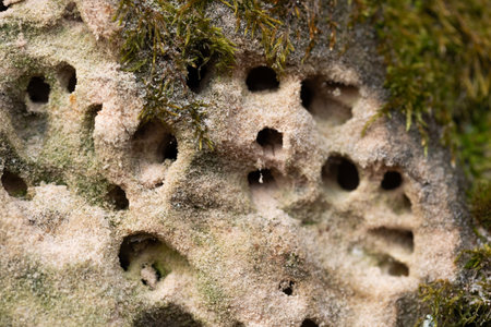 A close-up of a sandstone wall with burrowing insect holes. Natural scenery in Gauja National Park, Latvia.の写真素材