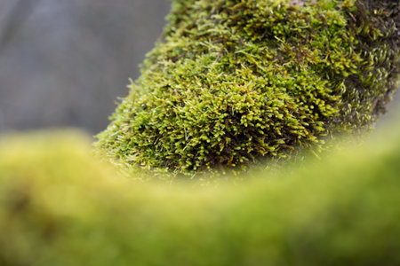 A beautiful close-up of green moss growing on trees during early spring. Natural scenery of Northern Europe woodlands.の写真素材