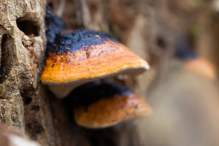 A beautiful close-up of wood decay fungi growing during early spring. A natural scenery of Northern Europe woodlands.の写真素材