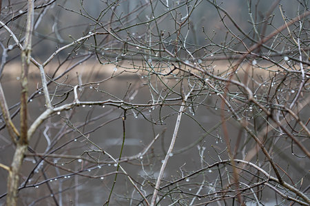 Beautiful tree branches during springtime in Gaija National Park, Latvia. Natural spring scenery of Northern Europe.の写真素材