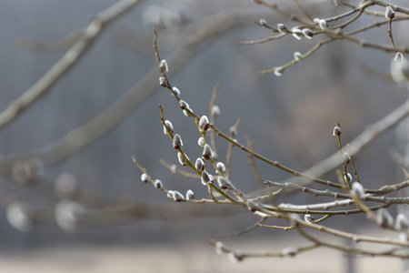 Beautiful tree branches during springtime in Gaija National Park, Latvia. Natural spring scenery of...