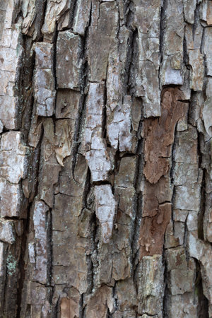 A beautiful close-up of a tree trunk with details and texture. Early spring scenery of Northern...