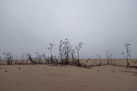 Grass growing in the sand dunes at the beach of Baltic Sea. Springtime scenery of Northern Europe.