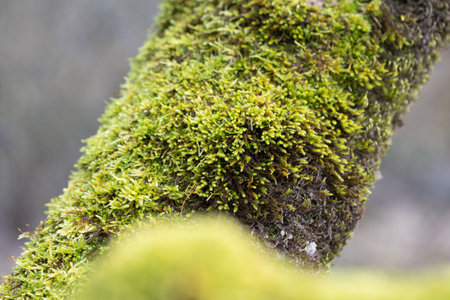 A beautiful close-up of green moss growing on trees during early spring. Natural scenery of Northern Europe woodlands.の写真素材