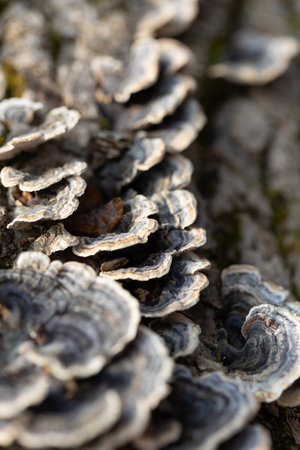 A beautiful close-up of wood decay fungi growing during early spring. A natural scenery of Northern...