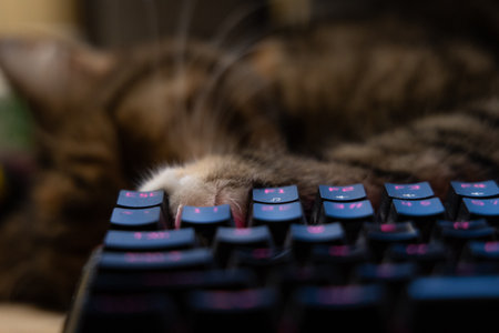 A beautiful tricolor house cat sleeping on the desk near computer keyboard. Cute pet on the work table.の写真素材