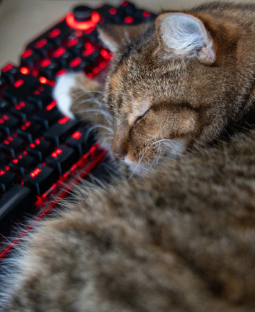 A beautiful tricolor house cat sleeping on the desk near computer keyboard. Cute pet on the work table.の写真素材
