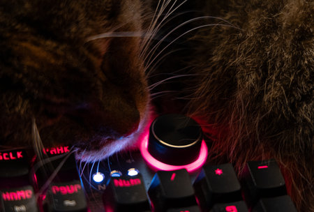 A beautiful tricolor house cat sleeping on the desk near computer keyboard. Cute pet on the work table.の写真素材