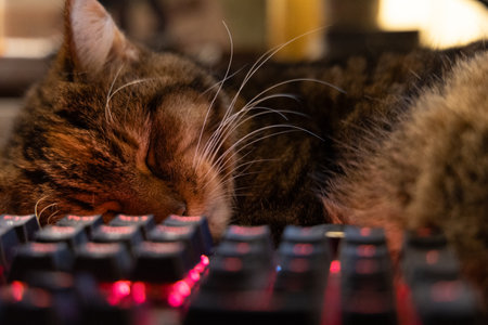 A beautiful tricolor house cat sleeping on the desk near computer keyboard. Cute pet on the work table.の写真素材