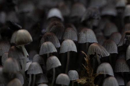 Beautiful gray fairy inkcap mushrooms growing on the old tree trunk in autumn forest. Natural woodland scenery with a lot of agaric fungi in Latvia, Northern Europe.の写真素材