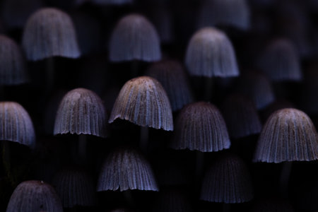 Beautiful gray fairy inkcap mushrooms growing on the old tree trunk in autumn forest. Natural woodland scenery with a lot of agaric fungi in Latvia, Northern Europe.の写真素材