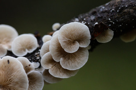 Beautiful mushrooms growing on the tree trunk in autumn forest. Natural woodlands scenery in Latvia, Northern Europe.の写真素材