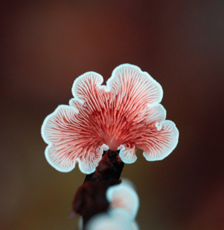Beautiful mushrooms growing on the tree trunk in autumn forest. Natural woodlands scenery in Latvia, Northern Europe.の写真素材