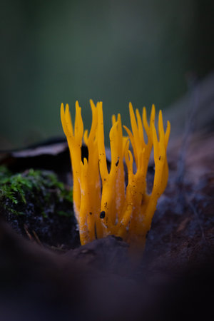 Beautiful coral mushroom growing in the forest during summer end. Natural woodlands scenery of Latvia, Northern Europe.の写真素材