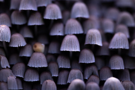 Beautiful gray fairy inkcap mushrooms growing on the old tree trunk in autumn forest. Natural woodland scenery with a lot of agaric fungi in Latvia, Northern Europe.の写真素材