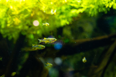 Beautiful underwater scenery in aquarium with green fish. Tropical underwater life.の写真素材