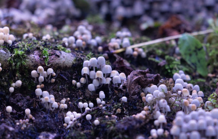 Beautiful gray fairy inkcap mushrooms growing on the old tree trunk in autumn forest. Natural woodland scenery with a lot of agaric fungi in Latvia, Northern Europe.の写真素材