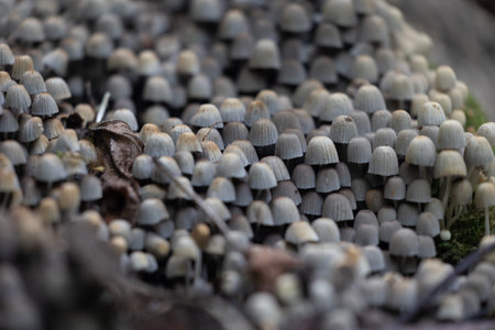Beautiful gray fairy inkcap mushrooms growing on the old tree trunk in autumn forest. Natural woodland scenery with a lot of agaric fungi in Latvia, Northern Europe.の写真素材