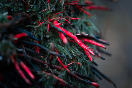 Strange looking mushrooms growing in the autumn forest. Natural woodlands scenery of Latvia, Northern Europe.の写真素材