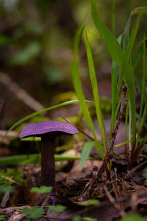 A beautiful violet web-cap growing in the forest during late summer. Natural woodlands scenery on Latvia, Northern Europe.の写真素材
