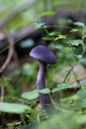 A beautiful violet web-cap growing in the forest during late summer. Natural woodlands scenery on Latvia, Northern Europe.の写真素材