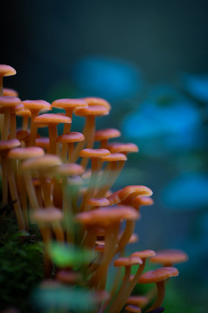 Small, orange mushrooms growing on a tree trunk in forest during late summer. Natural woodlands...