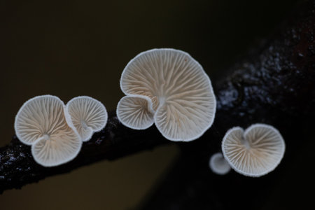 Beautiful, small, white mushrooms growing on a tree trunk in forest. Natural autumn woodlands scenery in Latvia, Northern Europe.の写真素材