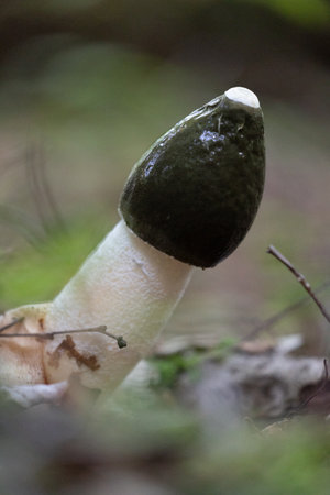 Strange looking mushrooms growing in the autumn forest. Natural woodlands scenery of Latvia, Northern Europe.の写真素材