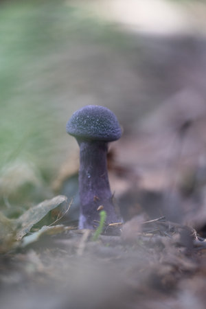 A beautiful violet web-cap growing in the forest during late summer. Natural woodlands scenery on Latvia, Northern Europe.の写真素材