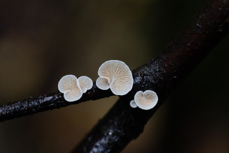 Beautiful, small, white mushrooms growing on a tree trunk in forest. Natural autumn woodlands scenery in Latvia, Northern Europe.の写真素材