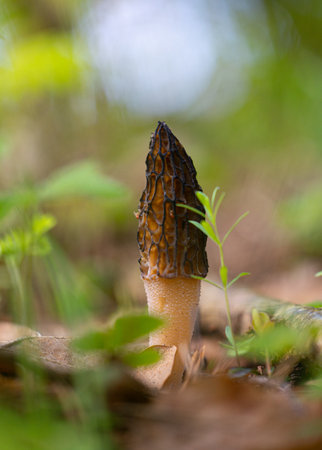 Beautiful spring mushrooms growing in the forest during may. Natural woodlands scenery of Latvia, Northern Europe.の写真素材