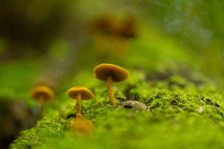 Beautiful summer mushroom growing in the forest. Natural woodlands scenery in Latvia, Northern Europe.の写真素材