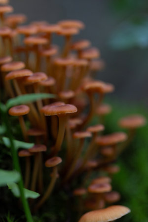 Small, orange mushrooms growing on a tree trunk in forest during late summer. Natural woodlands scenery in Latvia, Northern Europe.の写真素材