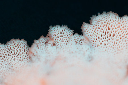 Beautiful, small, white mushrooms growing on a tree trunk in forest. Natural autumn woodlands scenery in Latvia, Northern Europe.の写真素材