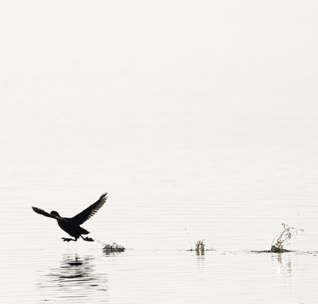 Beautiful black coot swimming in the spring lake. Natural scenery with waterfowl.の写真素材